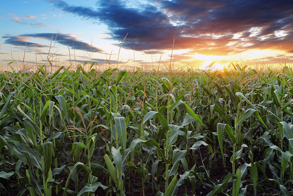 Biotelliga-maize-field