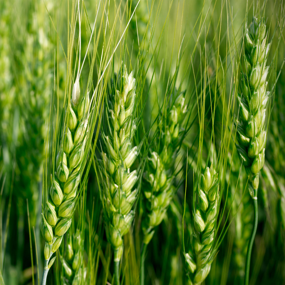 BIOTELLIGA-wheat-crop